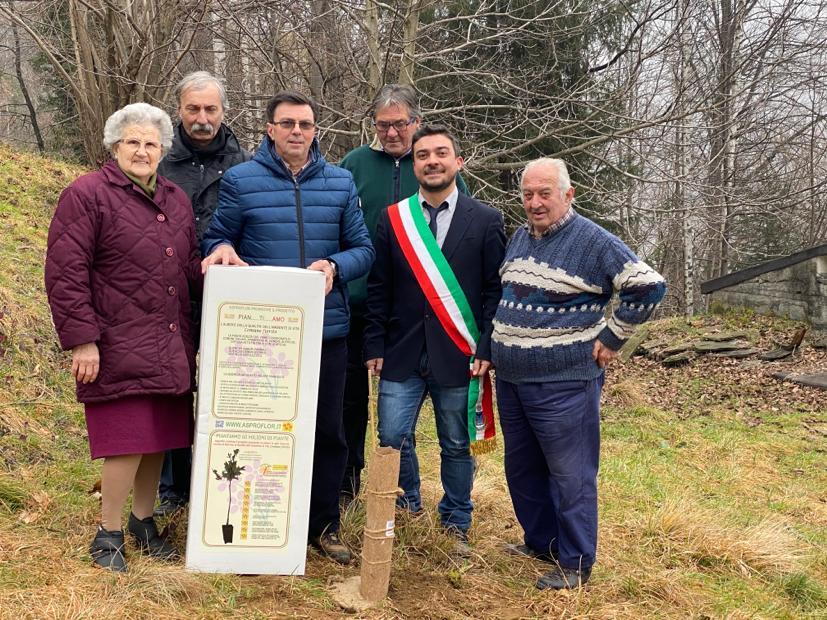 Quercia_Ingria