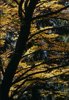 Tiglietto: autunno