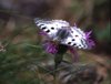 parnassius apollo