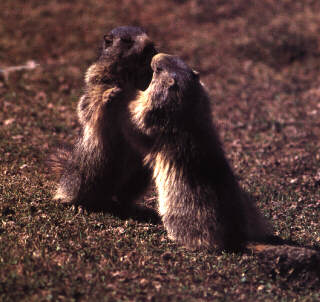 Marmot.JPG (22643 byte)