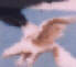 aguilabianca.JPG (1549 byte)