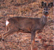 capriolo.JPG (9937 byte)