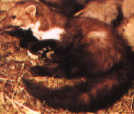 faina.JPG (8388 byte)