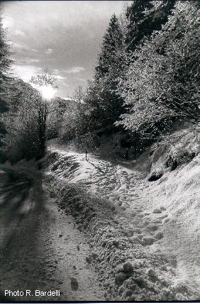 iornea02.jpg (40269 byte)
