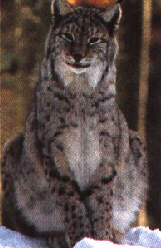 lince.JPG (9554 byte)