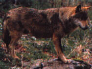 lupo.JPG (7721 byte)
