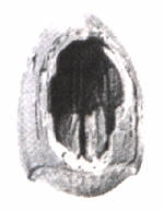 nocpicchio.JPG (4865 byte)