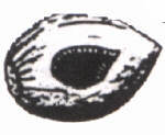 nocscoiat.JPG (4170 byte)