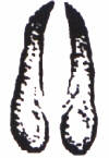 ormcamos.JPG (4242 byte)