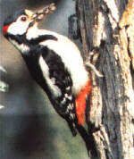 picchio.JPG (8150 byte)