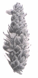 pignapicchio.JPG (6787 byte)