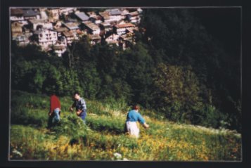 reverso.jpg (19724 byte)