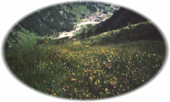 vandfiorita.JPG (13374 byte)