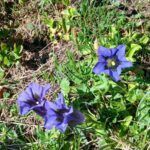 Argo ritorna tra i monti … con Dario al colle Arietta m.2939