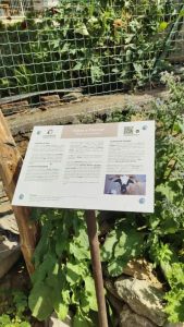 CUORGNE’ – Inaugurata a Salto la restaurata Casaforte di Torre Pietra tratto da Quotidiano Canavese